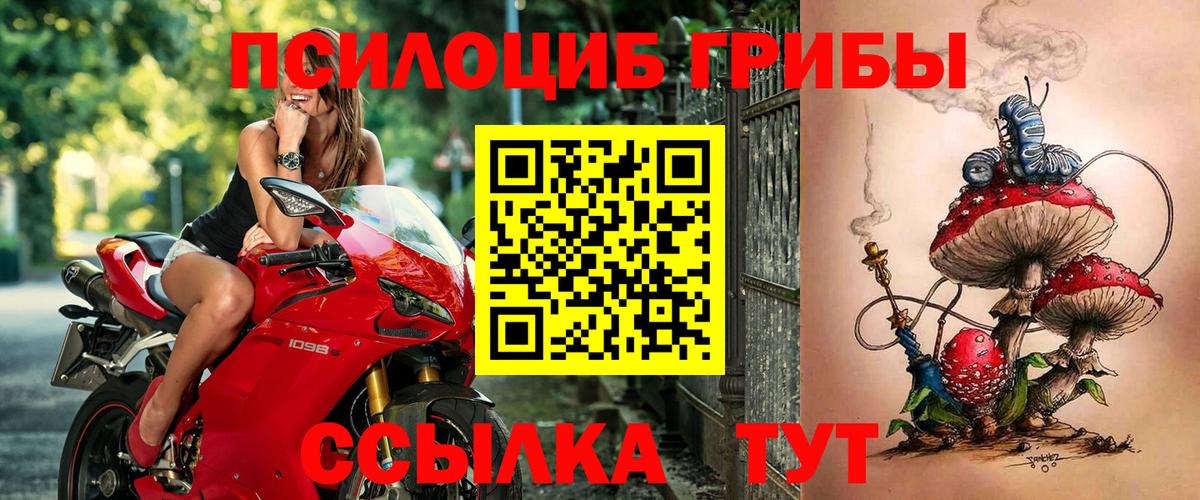 Псилоцибиновые грибы Psilocybine cubensis Елабуга